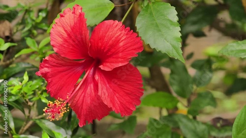 the Red flowers are blooming.