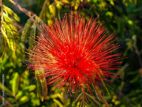 Fotografi Flor exótica Calliandra haematocephala em destaque com fundo desfocado