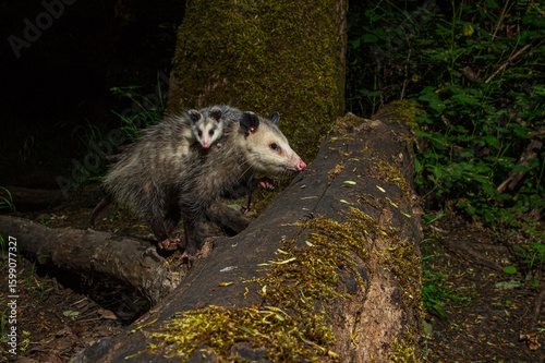 Virginia Opossum (Didelphis virginiana) carries her young joey  on her bac while foraging for food at night.