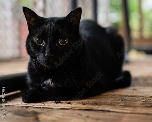 Black cat lying down on wooden deck