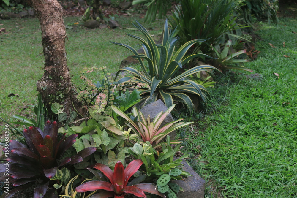 Fototapeta premium garden concept that combines several types of plants such as bromeliads, agave, calatea, syngonium, frangipani to beautify the yard