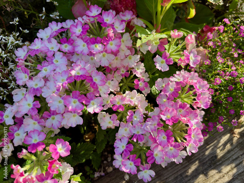 Pink verbenas blooming in a small flower bed