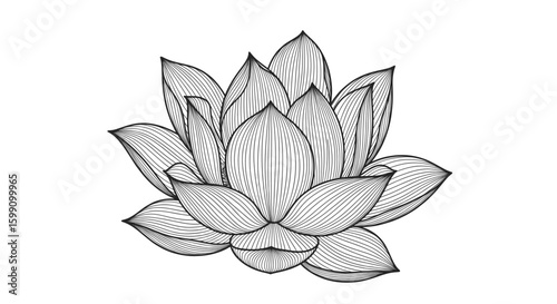 Detailed black and white line drawing of a blooming lotus flower.
