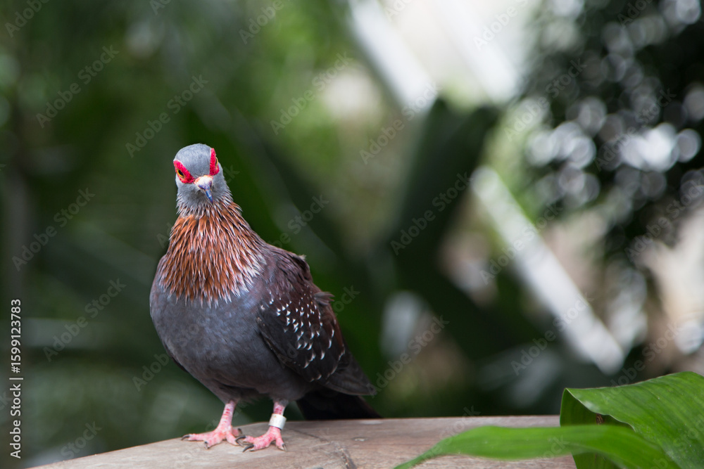 Fototapeta premium coo coo bird in the Wild