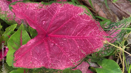 Beautiful red variegated lotus leaves