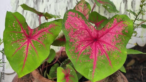 Beautiful red variegated lotus leaves