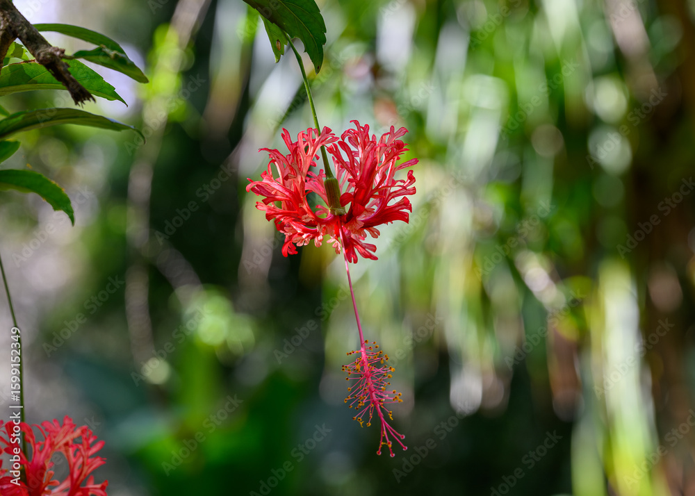 red and yellow flower, a Japanese Lantern Hibiscus. red and yellow flower, a Japanese Lantern Hibiscus.