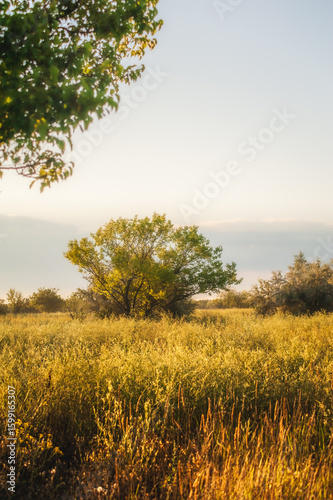 a lonely tree, covered in green foliage, illuminated by the warm morning rays of the sun