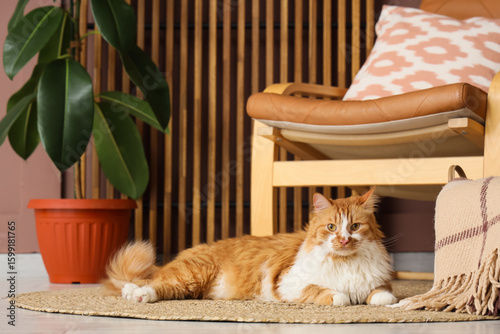 Quadro su tela Cute fluffy cat lying on rug near armchair at home