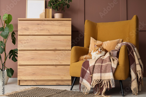 Cute fluffy cat with plaid ...