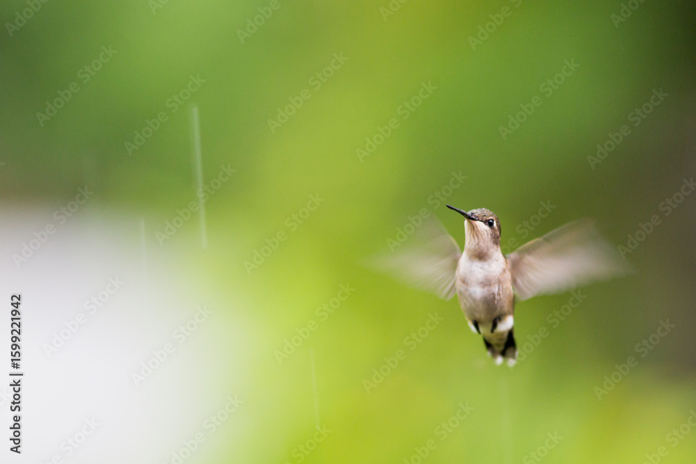 Fototapeta premium hummingbird in flight