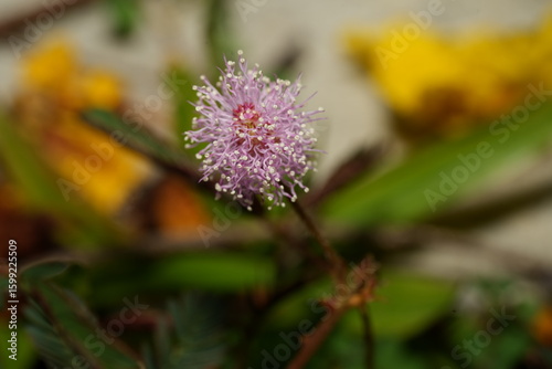 Foto Mimosa Pudica Folding Leaves in Response to Touch