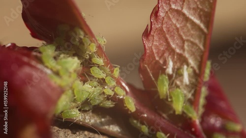 Aphids are small sap sucking insects. Insects that affect roses are often considered pests. 