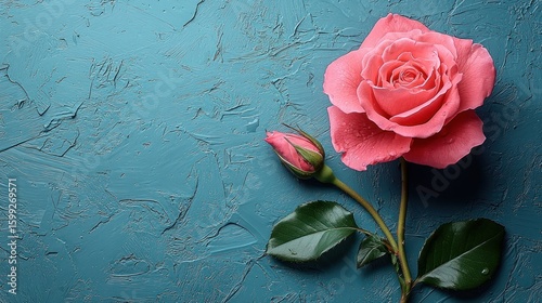 Pink Rose on Teal Background: A Stunning Floral Still Life
