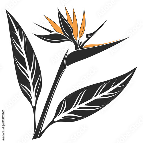 A vector illustration shows a bird of paradise flower with orange accents and