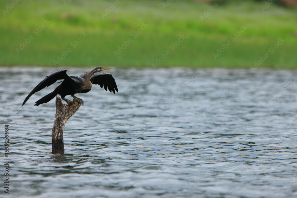 Φωτογραφία The Oriental darter (Anhinga melanogaster) is a water bird It has a long and slender neck with a straight, pointed bill , it hunts for fish while its body is submerged in water