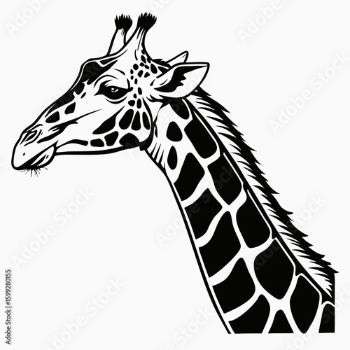 A detailed black and white illustration showcases the head and neck of a giraffe in