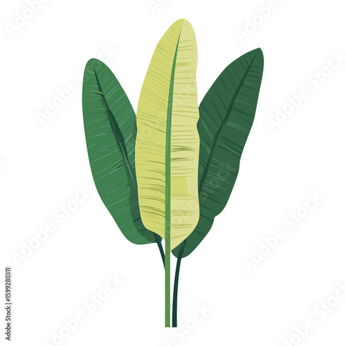 Green banana leaf leaves illustration plant vector