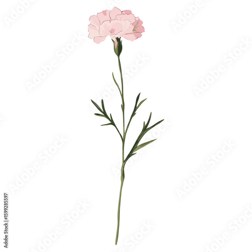 Carnation field carnation flower illustration vector