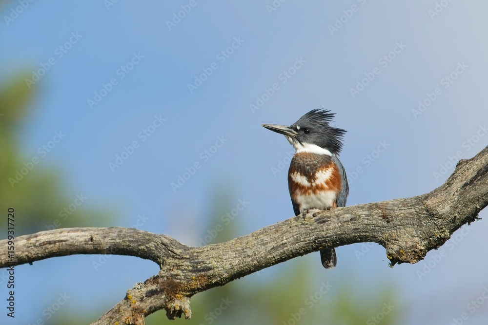 Fototapeta premium Side profile of a belted kicgfisher.