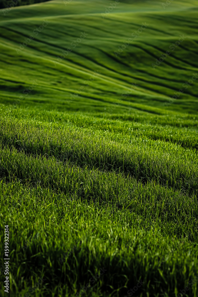 Obraz premium A green grassy field with intricate geometric designs, creating an elegant, contemporary, and visually stunning modern aesthetic.
