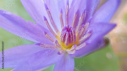 purple flower in the garden