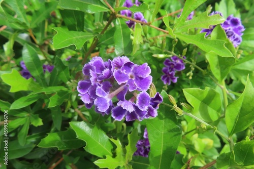 Purple Duranta Erecta flowers in Florida nature