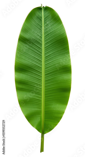 A vibrant green banana leaf features detailed venation patterns, perfect for tropical designs