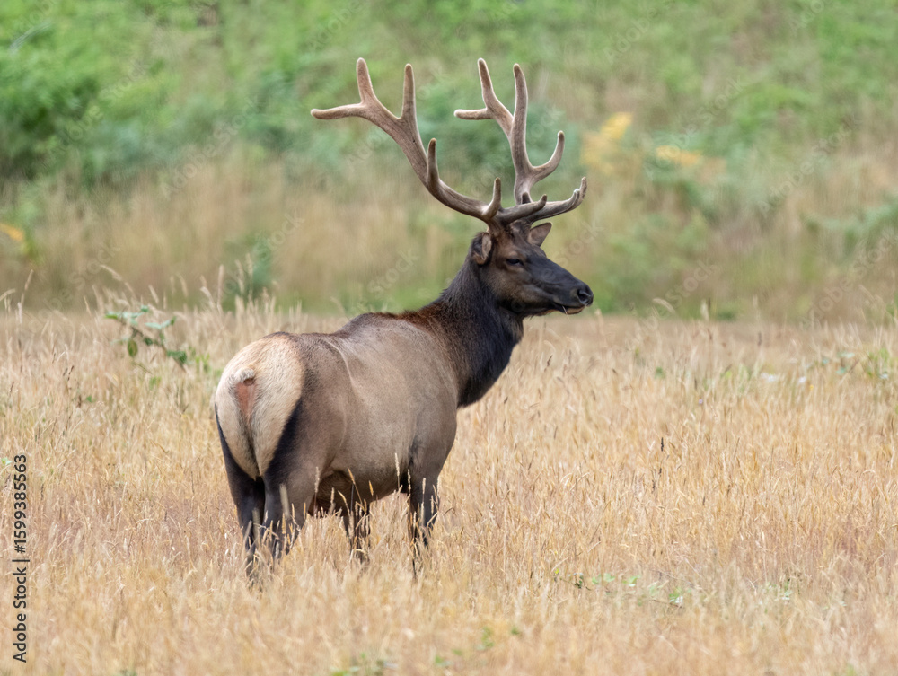 Roosevelt Elk (Cervus canadensis roosevelt), Prairie Creek Redwood State Park, California Roosevelt Elk (Cervus canadensis roosevelt), Prairie Creek Redwood State Park, California