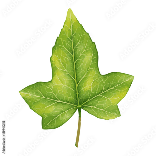   watercolor of ivy leaf