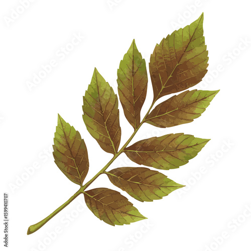  watercolor of  black walnut leaf