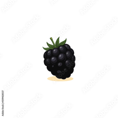 Single ripe blackberry fruit isolated on white background
