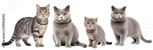 Variety of gray cat breeds isolated on transparent  background.
