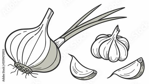 A graphic vector  of several garlic bulbs and cloves on a white background surface view
