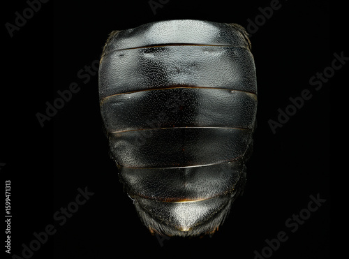 Closeup segmented body of large black beetle