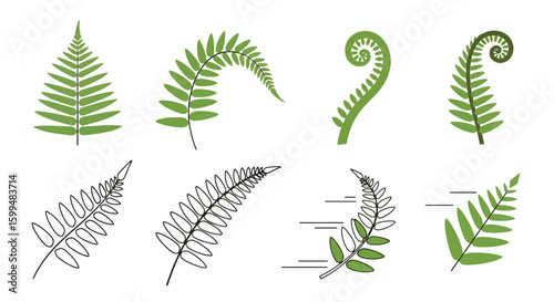 Fern Frond Collection: Botanical Illustration Set