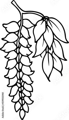 wisteria flower black outline vector and illustration, coloring book page