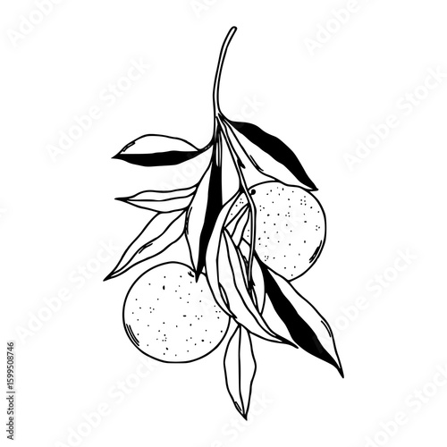 fresh citrus fruit with leaves line drawing