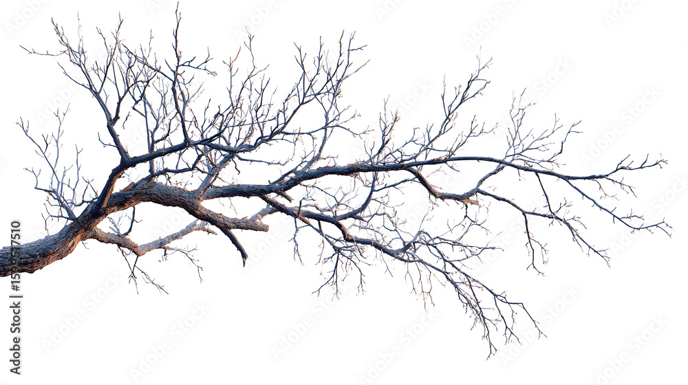 Fototapeta premium Bare Tree Branch Silhouette Against Transparent Background for Winter or Nature Scenes