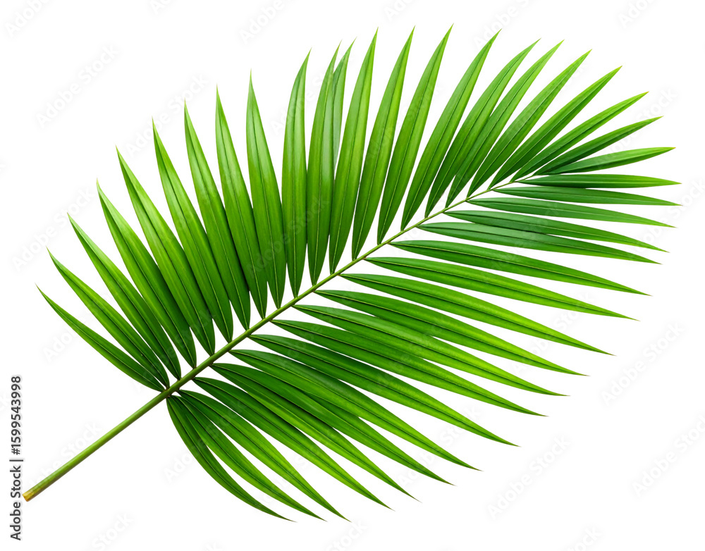 Fototapeta premium - Single Tropical Green Palm Leaf with Clean Cutout, Front View, Isolated on Transparent Background.