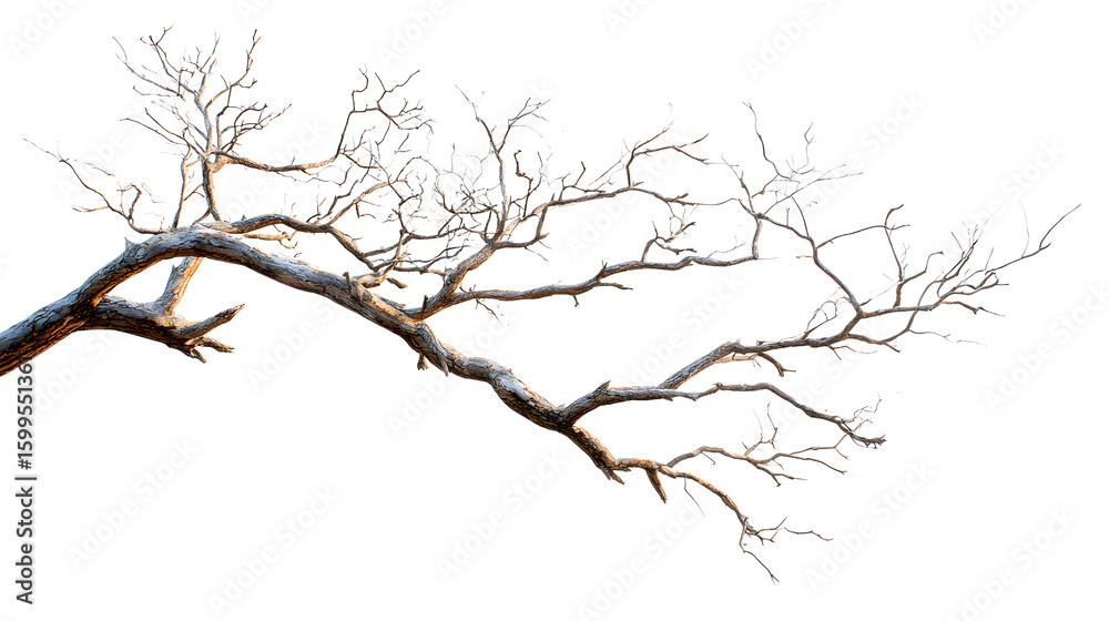 Fototapeta premium Detailed Bare Tree Branch on Transparent Backdrop for Artistic or Design Compositions