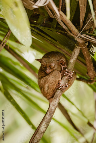 Vertical image of a very cute tarsier animal holding a branch and is covered by a big green leaf outdoor at daytime in the forest of Bohol island in the Philippines in Asia.