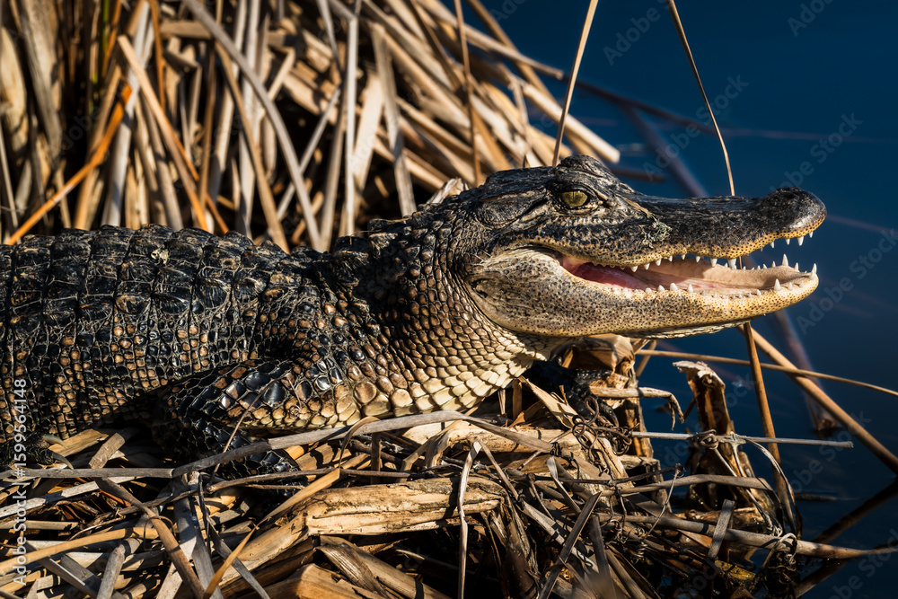 Fototapeta premium alligator in the swamp