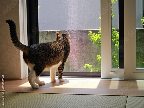 Curious tabby cat standing by a sliding glass door, looking outside at the greenery through the mesh screen. Bright indoor light and peaceful atmosphere.