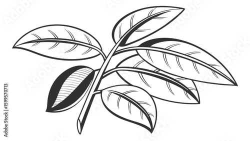 Detailed Line Art Illustration of Coffee Branch with Leaves and Bean.