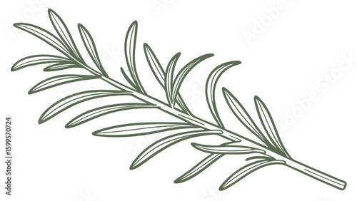 Detailed Line Drawing of a Rosemary Sprig.