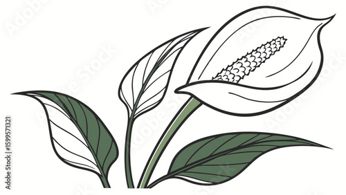 Elegant White Peace Lily with Delicate Leaves.