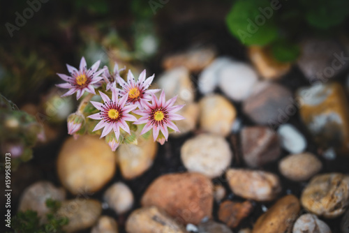 Photography flower among the pebbles
