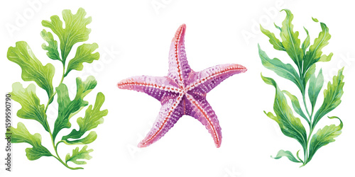 Starfish and seaweed watercolor illustration isolated