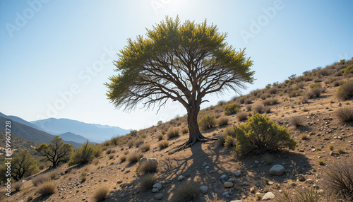 joshua tree national park california
